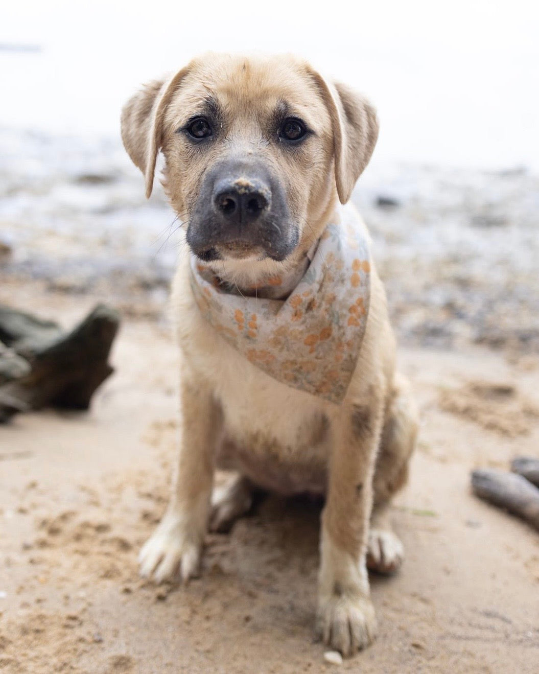 Everyday wear bandanas your dog can LIVE in