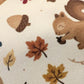 Acorn Trails- MMB Exclusive