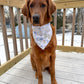 Brown dog wearing a bandana on a wooden deck with a snowy background