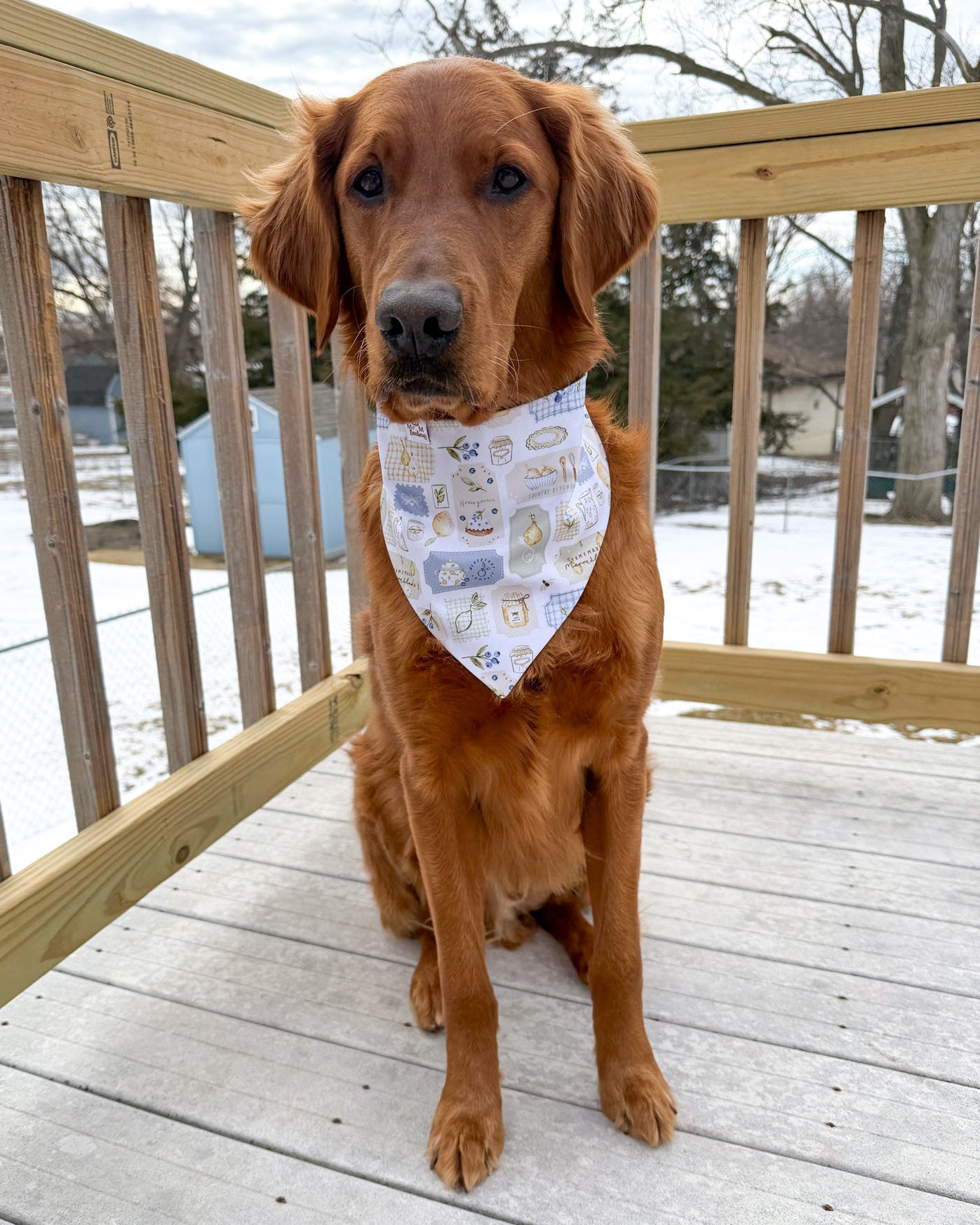 Brown dog wearing a bandana on a wooden deck with a snowy background